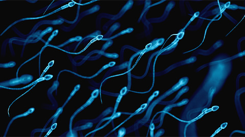 Sweet secrets of sperm glycosylation