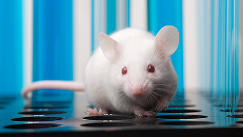 In the future, lab mice will live in computer chips, not cages