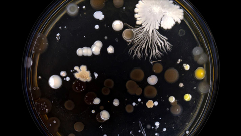 Using artificial intelligence to discover new treatments for superbugs