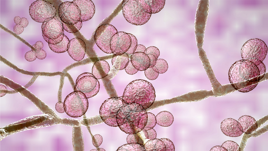 Candida-auris-445x250.jpg Candida-auris-445x250.jpg