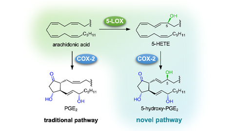 Novel eicosanoids from the COX-2 reaction: 5-hydroxy-prostaglandins 