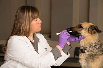 Bridget-Barker-dog-400x267.jpg Bridget-Barker-dog-400x267.jpg