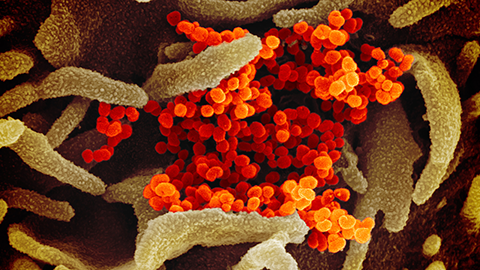 Unraveling the mysterious mutations that make delta the most transmissible COVID virus yet