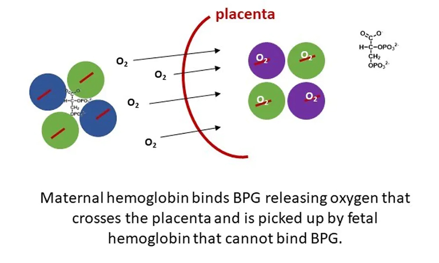 Maternal-hemoglobin-890x533.jpg