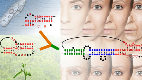 Nobelists’ former postdocs discover missing link in telomerase evolution