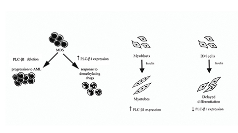 PI-PLC β1 in differentiation and disease
