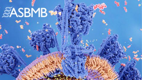 Member feedback contributes to building a strong ASBMB future