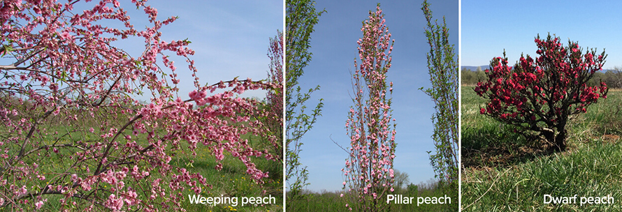 P-three-peach-trees-890x304.jpg