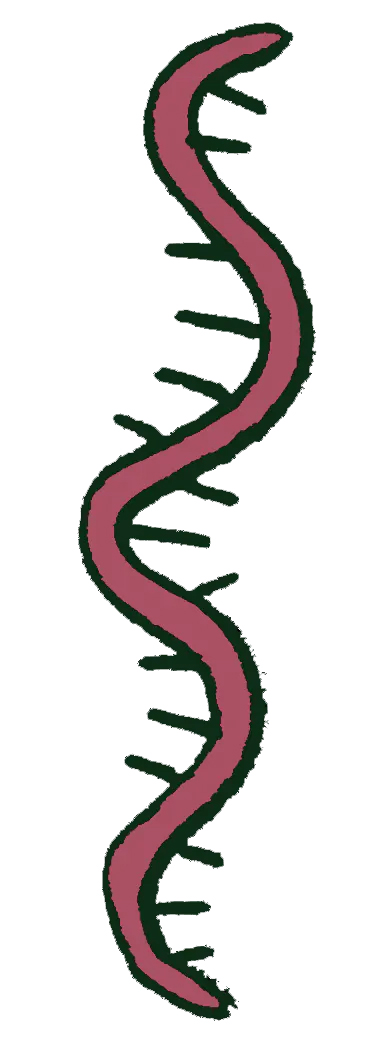 Single-stranded-RNA-382x1053.jpg