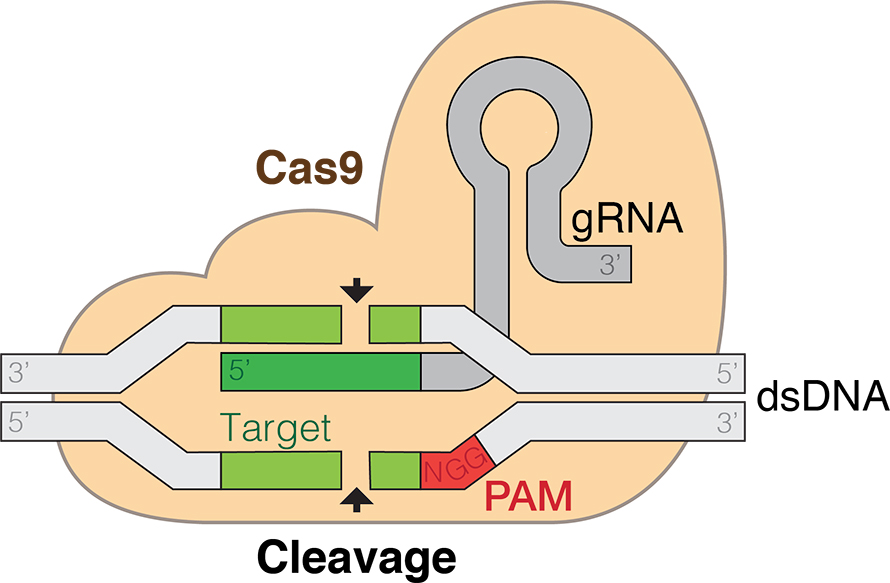 CRISPR-Cas9-890x583.jpg CRISPR-Cas9-890x583.jpg