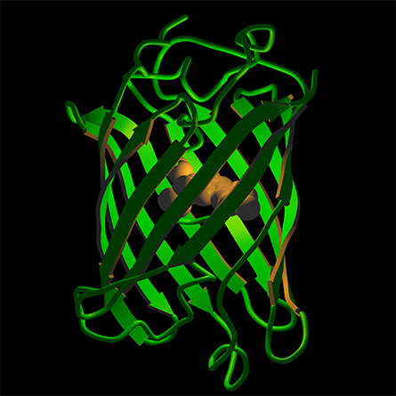 Green-fluorescent-protein-445x445.jpg