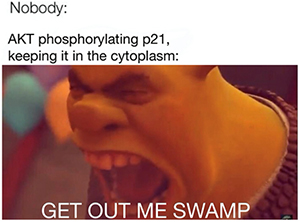 Shrek-300x222.jpg Shrek-300x222.jpg