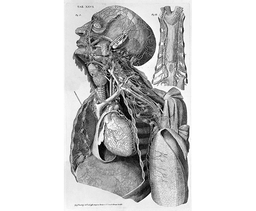 Lymphatic-System-18th-Century-890x732.jpg