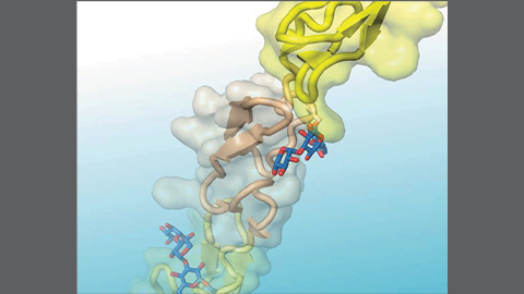 JBC: Sugary secrets of a cancer-related protein