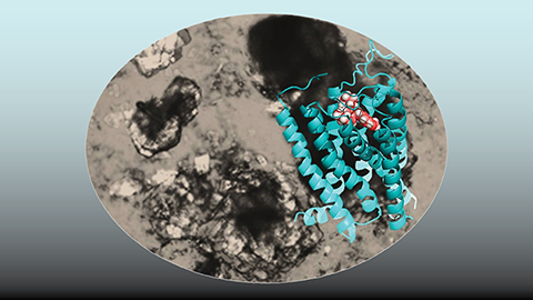 Estrogen receptor antagonist shows promise for treatment of gallstone disease