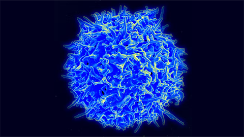 Social stress can speed up immune system aging