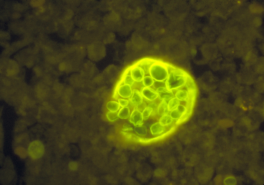 VF-spherule-890x625.jpg VF-spherule-890x625.jpg