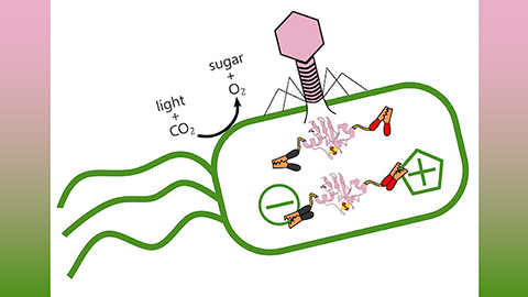 Ocean virus hijacks carbon-storing bacteria