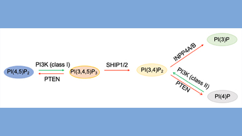 A versatile lipid second messenger