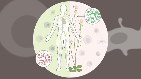 A collaboration to study host immunity in plants and animals