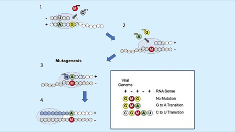 How an oral antiviral drug confuses the replication machinery of SARS-CoV-2