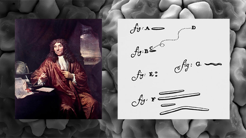 The 17th-century cloth merchant who discovered the vast realm of tiny microbes