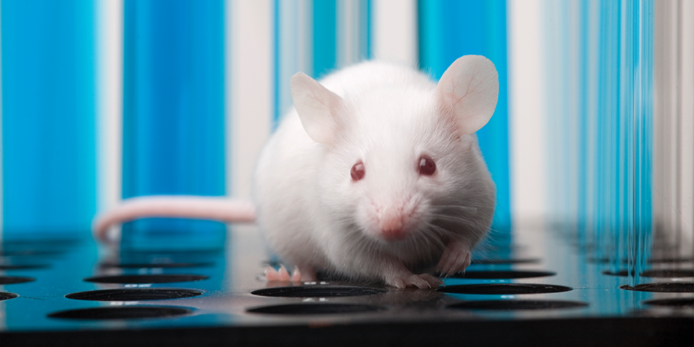 In the future, lab mice will live in computer chips, not cages