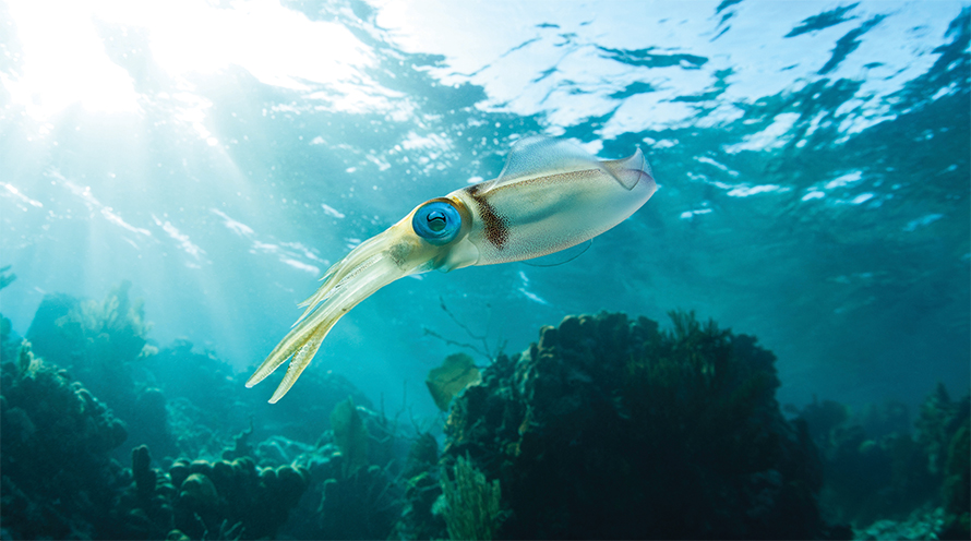 Squid-890x496.jpg Squid-890x496.jpg