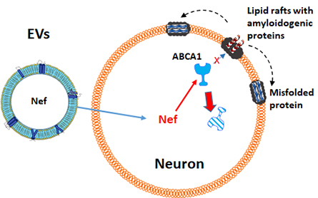 JBC-schematic-445x278.jpg JBC-schematic-445x278.jpg