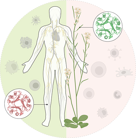 Immunity-445x453.jpg Immunity-445x453.jpg