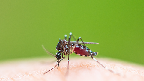 Study: Viruses can change your scent to make you more attractive to mosquitoes