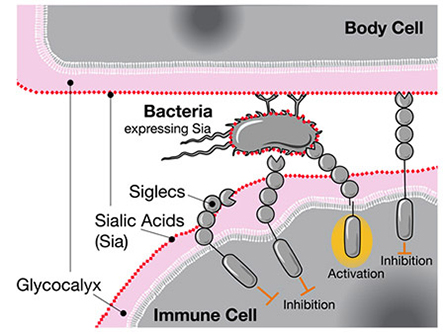 When Siglecs like CD33 sense human sialic acids, they inhibit the immune cell’s response, even if those acids are located on bacteria.