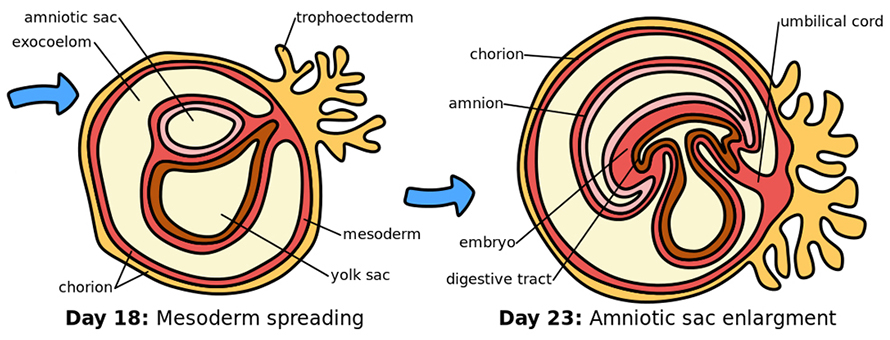 Embryo-genesis-890x340.jpg