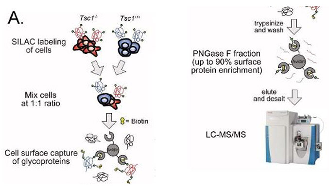 FTJ-MCP-677x386.jpg FTJ-MCP-677x386.jpg