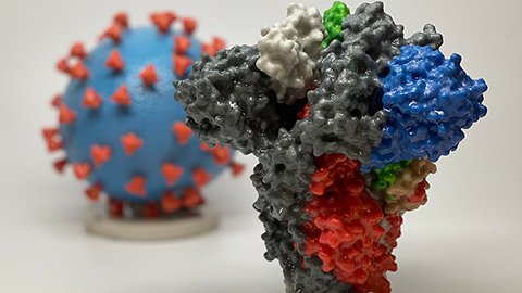 What does 'survival of the fittest' mean in the coronavirus pandemic? Look to the immune system