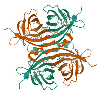 Like streptavidin (ribbon structure) and biotin (ball and stick), some pairs of colleagues stick together for good.