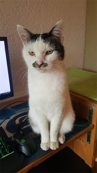 Cat2-445x791.jpg Cat2-445x791.jpg