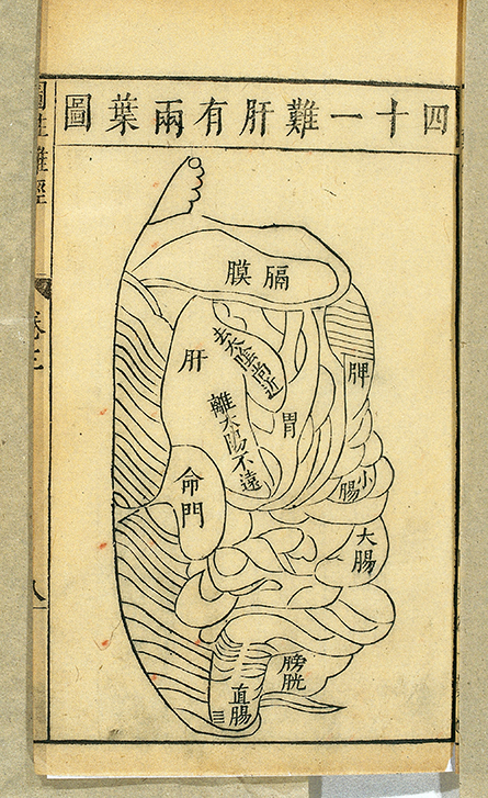 Liver-woodcut-JLR-BILE-445x727.jpg Liver-woodcut-JLR-BILE-445x727.jpg