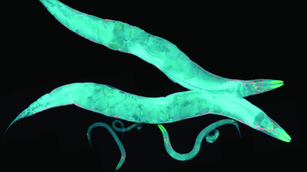 MCP-worms,-too,-slow-down-in-old-age-load.jpg MCP-worms,-too,-slow-down-in-old-age-load.jpg