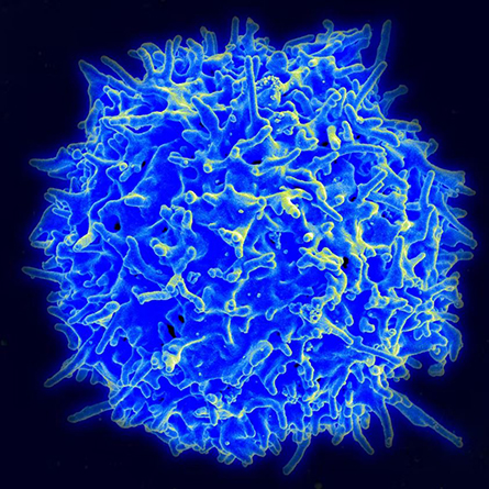 As people age, the T cells in the immune systems become less effective at fighting pathogens.