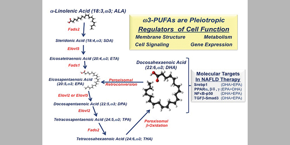 Chronic fatty liver disease