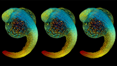 New tools to study protein–protein interactions in zebra fish