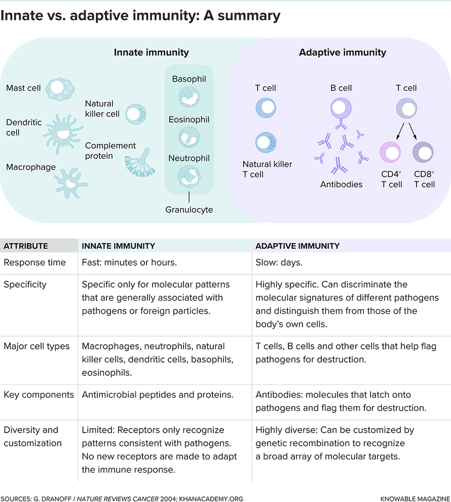 Innate-adaptive-immunity-890x990.jpg