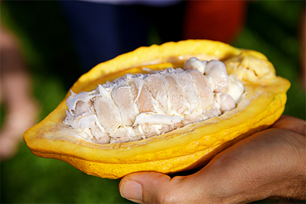 Cacao-pod-445x297.jpg