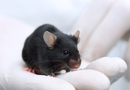 Black-mouse-445x308.jpg Black-mouse-445x308.jpg