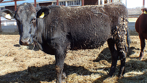 Cow born in Japan after removal, replacement of placental cells