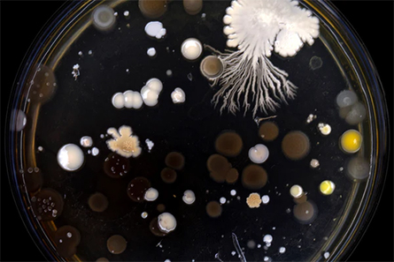Superbugs-445x297.jpg
