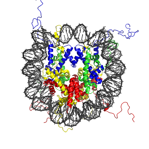 An X-ray structure of the nucleosome published in 2002 shows how DNA (dark gray) wraps around an octamer of histone proteins (multicolored). The histones’ C-termini, or tails, protrude past the DNA and are accessible to the histone modifying enzymes that Strahl’s lab studies.