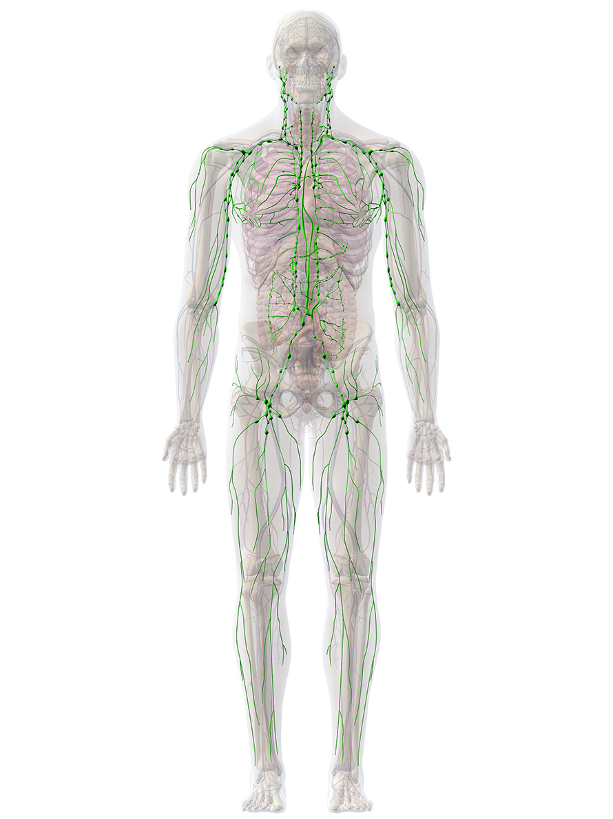 Lymphatic-System-890x1189.jpg