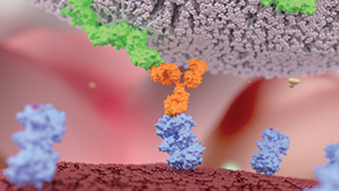 MCP: This protein makes antibody drugs work